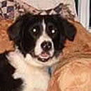 Ripley was adopted in April, 2004
